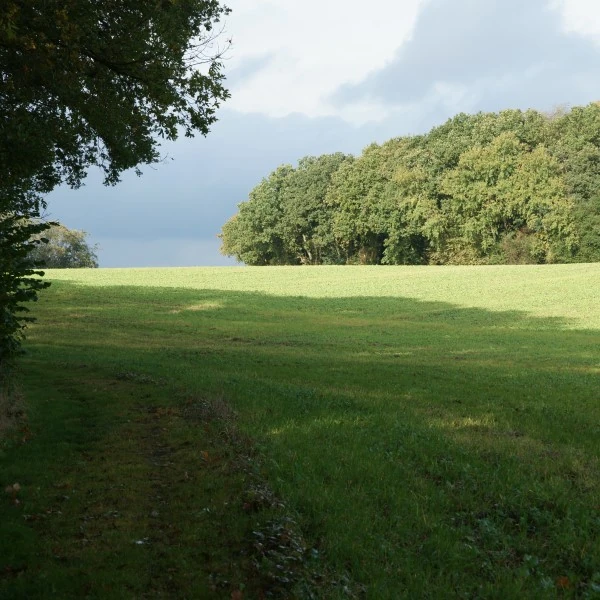 På vej mod Dybdal skov