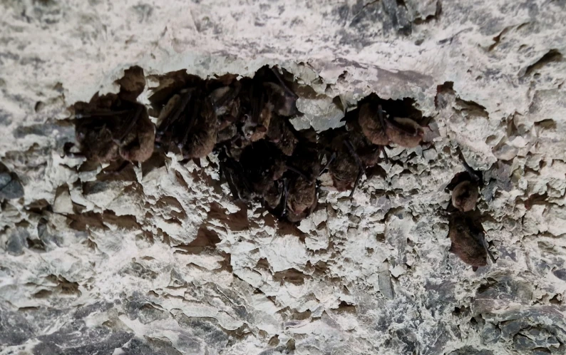 Damflagermus i Daugbjerg Kalkgruber Damflagermus i Daugbjerg Kalkgruber