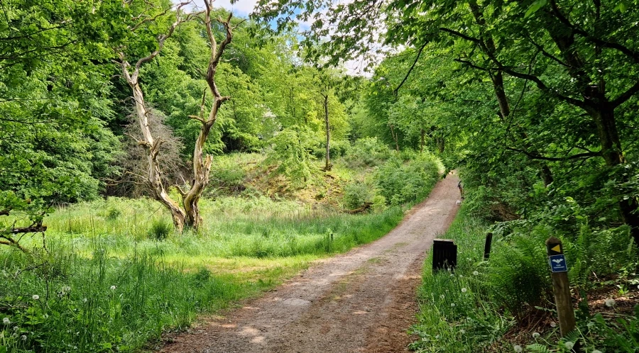 Dybdal skov - stien mod Daugbjerg Kalkgrubber