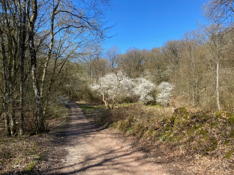 Dybdal skov - stien fra Daugbjerg Kalkgrubber mod P-pladsen