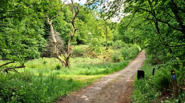 Dybdal skov - stien til Daugbjerg Kalkgruber