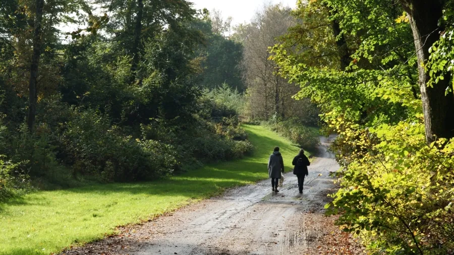 Kalk Kaminoen - Dybdal skov
