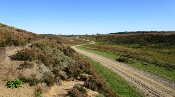 Billede fra Kongenshus Hede med stien ud til mindelunden