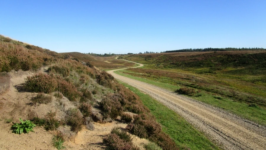 Kongenshus Hede - stien mod Mindedalen