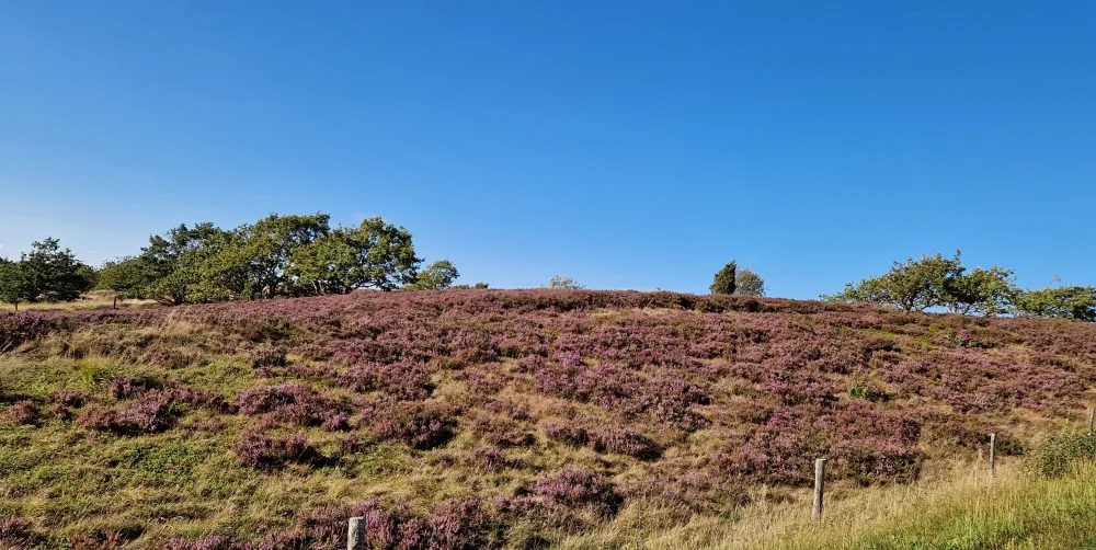 Blomstrende lyng - mellem Sejbæk og Sdr. Resen