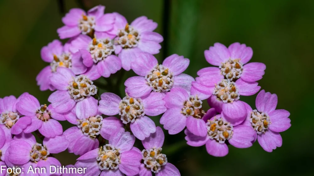 Alm. Røllike Alm. Røllike