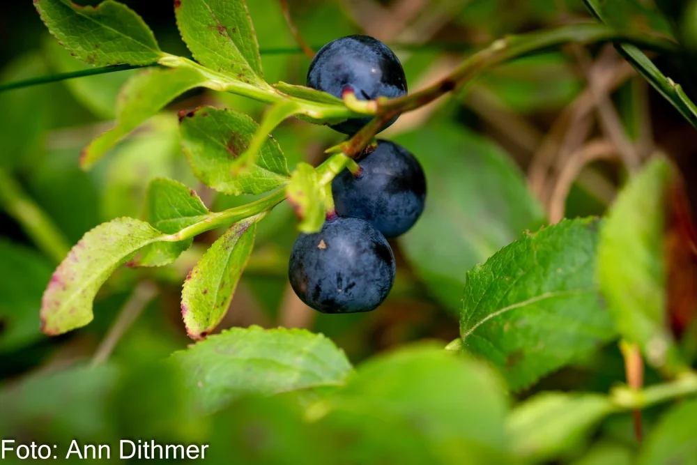 Blåbær