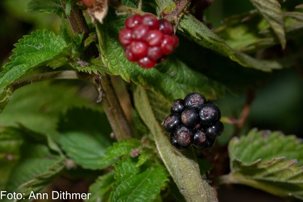 Brombær Brombær