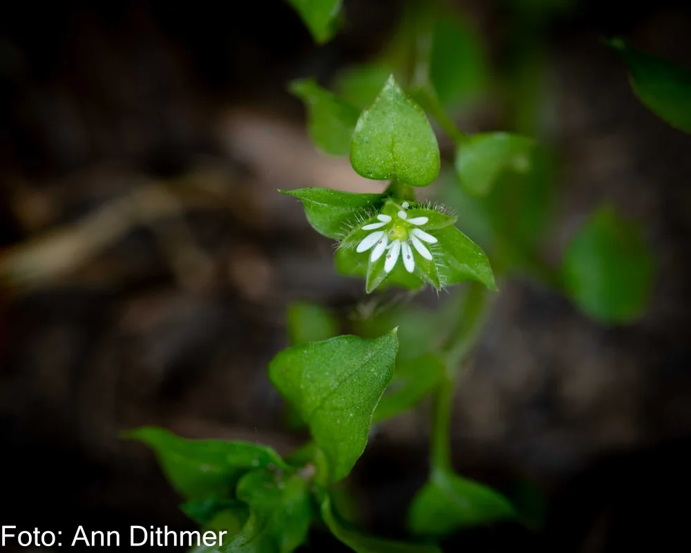 Fuglegræs Fuglegræs