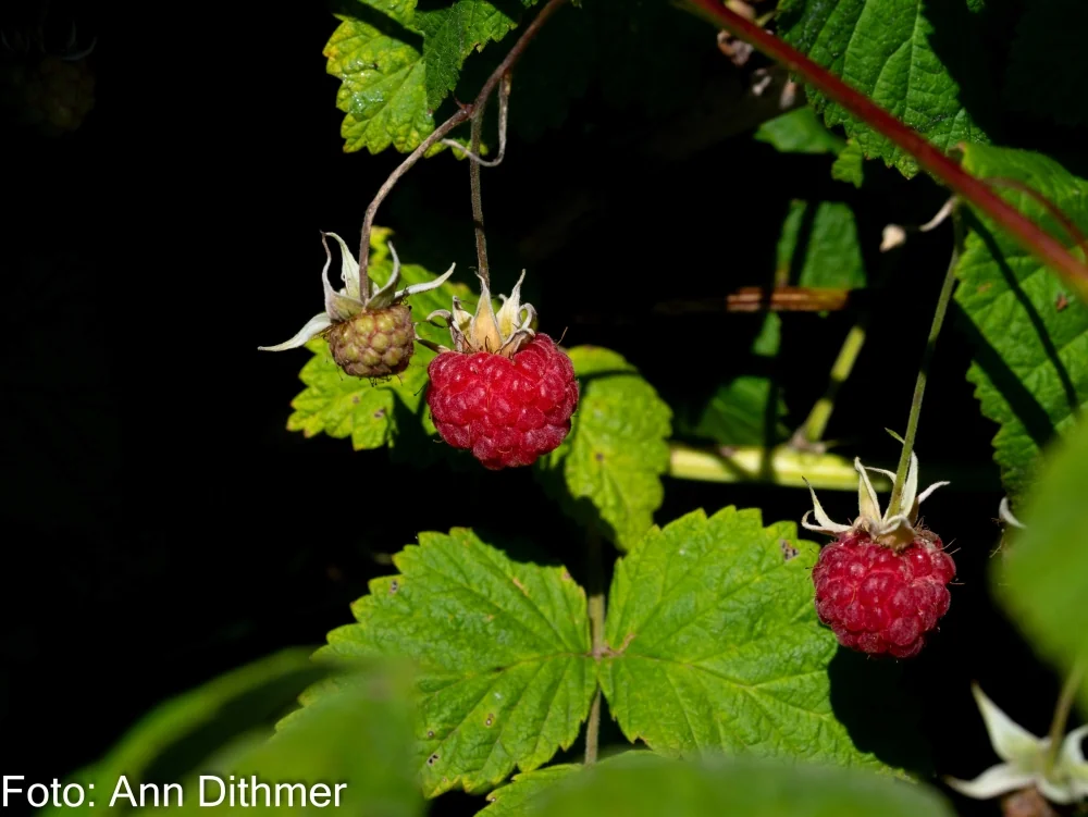 Hindbær Hindbær