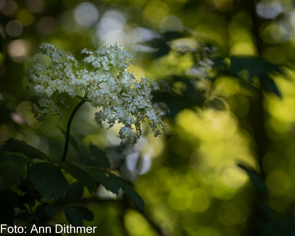 Almindelig Hyld - hyldeblomster Almindelig Hyld - hyldeblomster