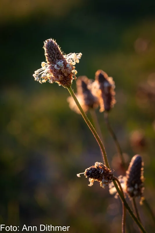 Lancetbladet Vejbred