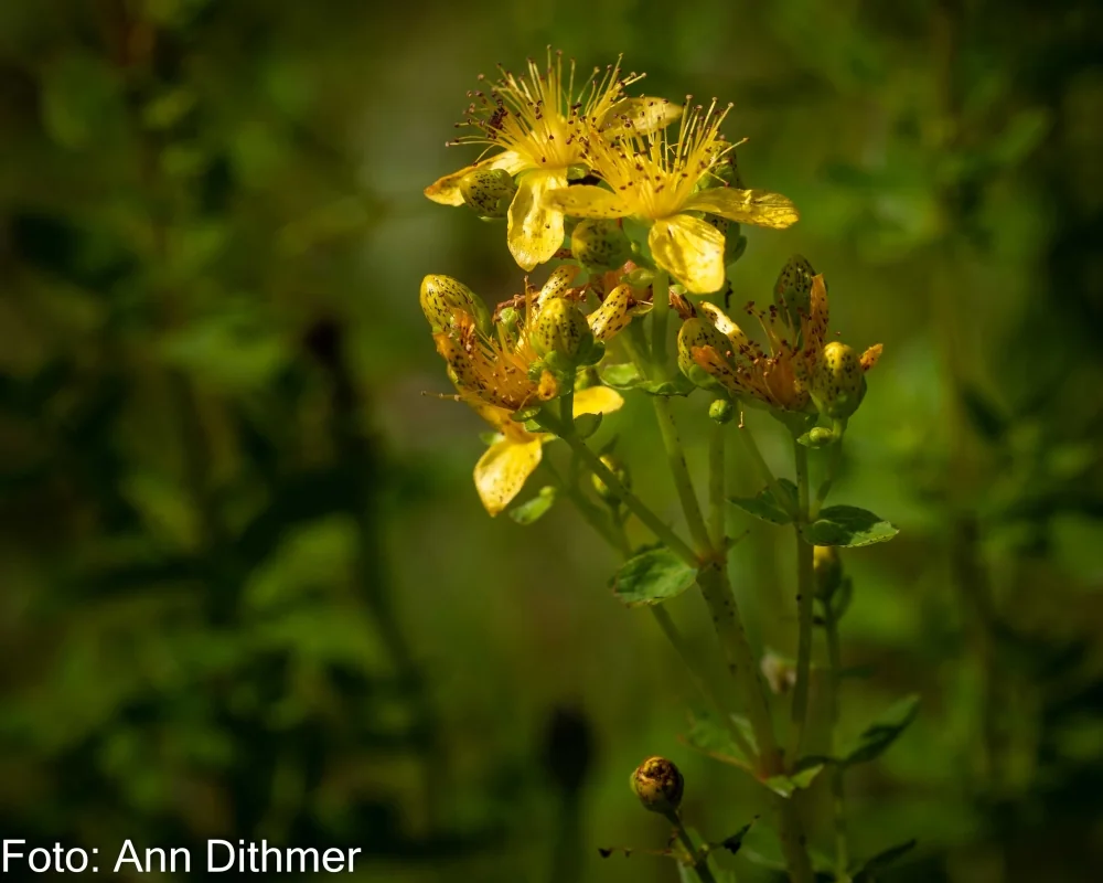 Prikbladet Perikon Prikbladet Perikon