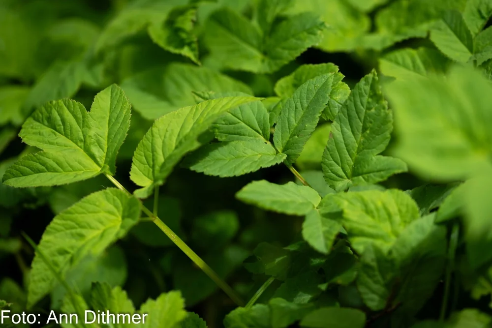 Skvalderkål Skvalderkål