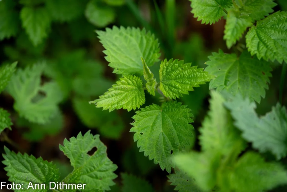 Stor Nælde Stor Nælde
